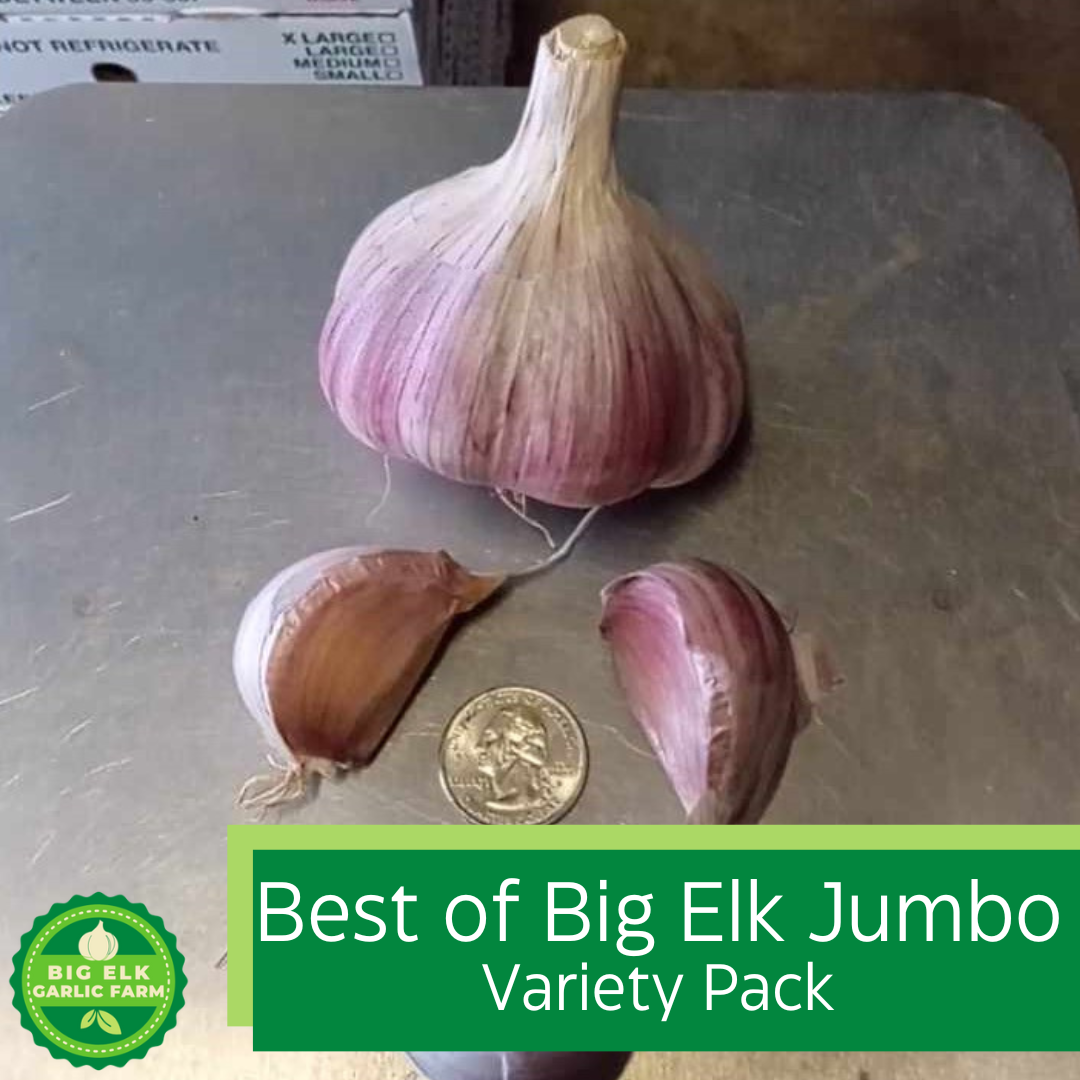 2026 PRE-ORDER Best of Big Elk Jumbo Garlic Variety Pack