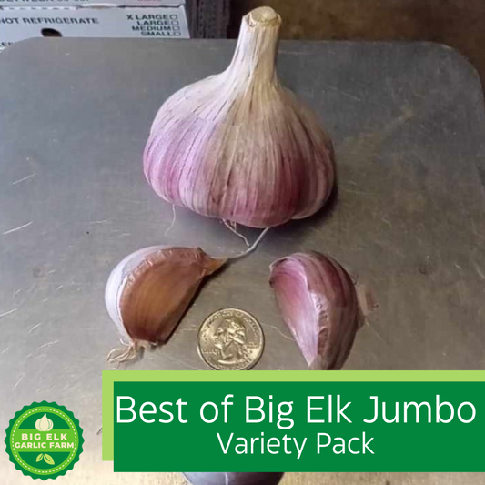 2026 PRE-ORDER Best of Big Elk Jumbo Garlic Variety Pack