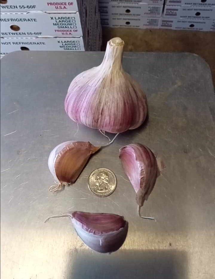 2026 PRE-ORDER Garlic Lover's Variety Pack