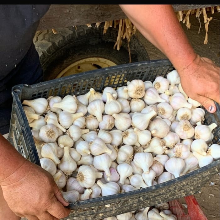 2026 PRE-ORDER Garlic Lover's Variety Pack