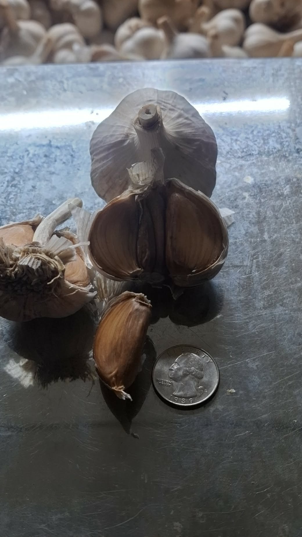 'German Red' Seed Garlic [$22/LB]