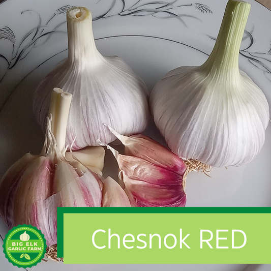 2026 PRE-ORDER 'Chesnok Red' Seed Garlic [$22/LB]