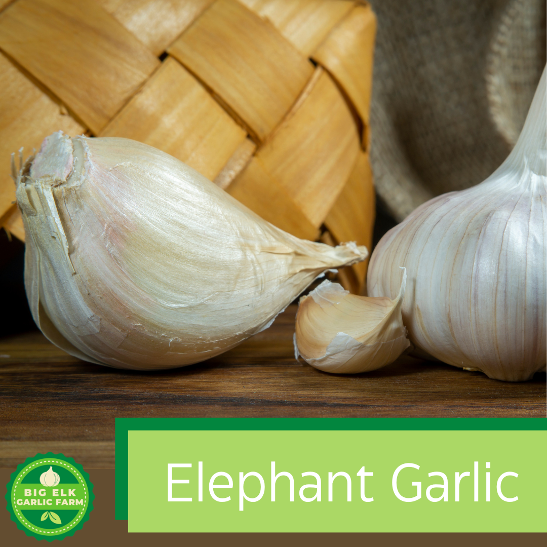 2026 PRE-ORDER 'Elephant' Seed Garlic [$22/LB]