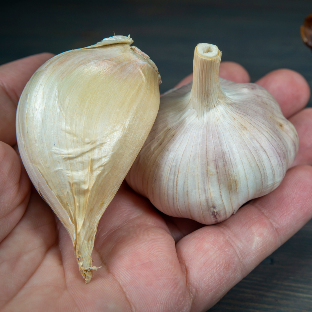 2026 PRE-ORDER 'Elephant' Seed Garlic [$22/LB]