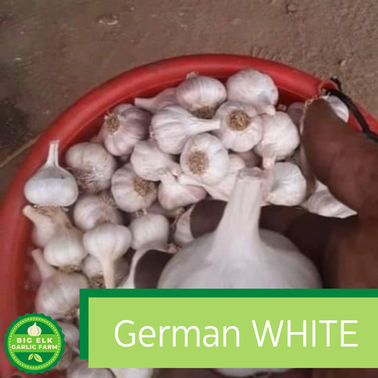 2026 PRE-ORDER ‘German White’ Seed Garlic [$22/LB]