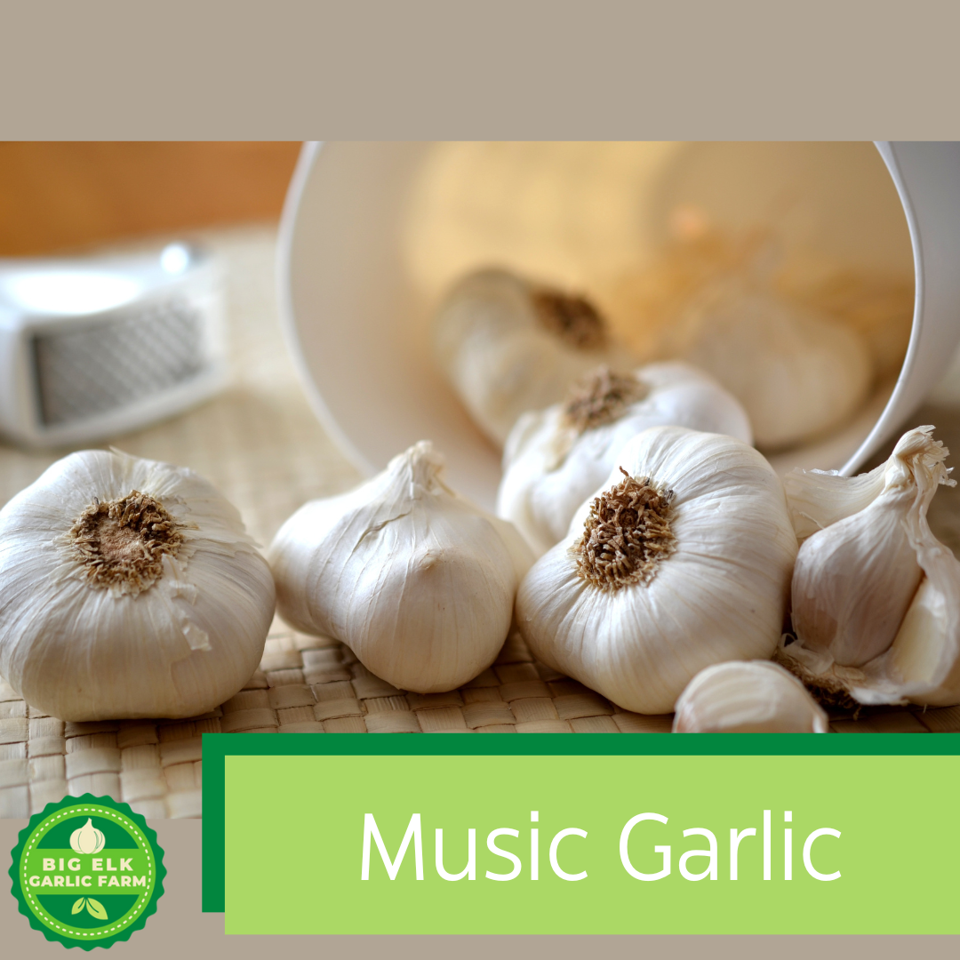 2026 PRE-ORDER 'Music’ Seed Garlic [$22/LB]