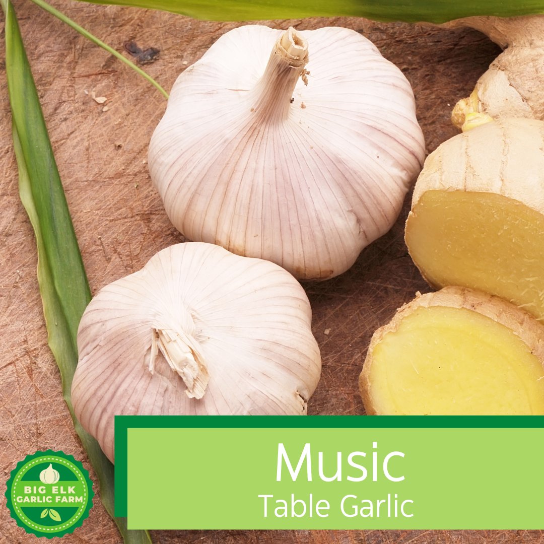 2026 PRE-ORDER 'Music' Culinary/Table Garlic [$22/LB]