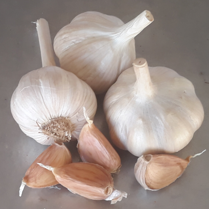 2026 PRE-ORDER ‘Ukrainian Red’ Seed Garlic [$22/LB]