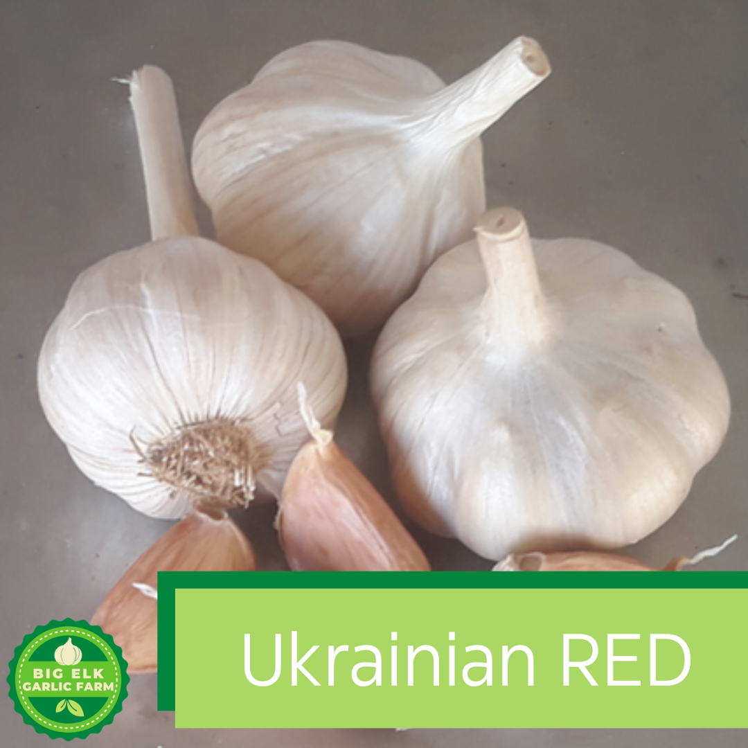 2026 PRE-ORDER ‘Ukrainian Red’ Seed Garlic [$22/LB]