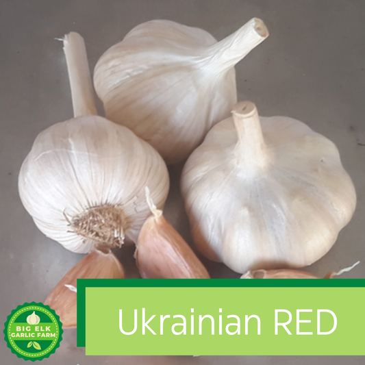 2026 PRE-ORDER ‘Ukrainian Red’ Seed Garlic [$22/LB]
