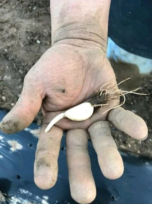 2026 PRE-ORDER ‘Ukrainian Red’ Seed Garlic [$22/LB]