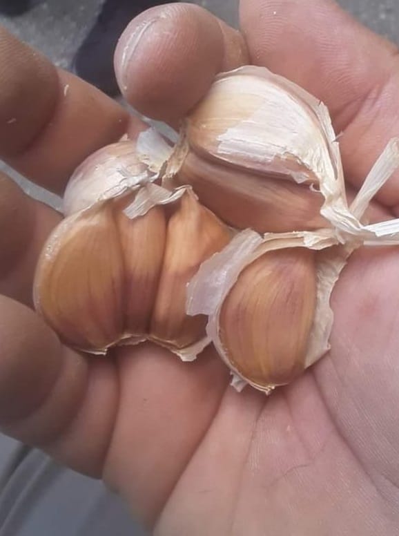 2026 PRE-ORDER ‘Ukrainian Red’ Seed Garlic [$22/LB]