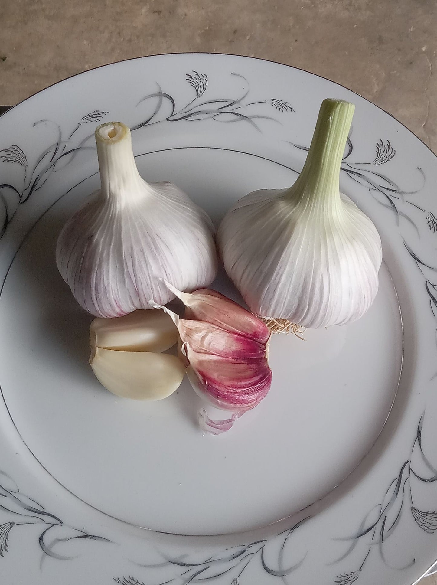 2026 PRE-ORDER 'Chesnok Red' Seed Garlic [$22/LB]