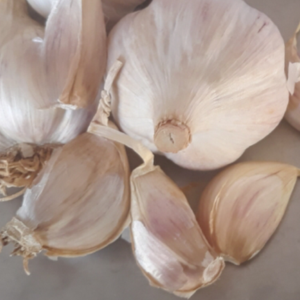 2026 PRE-ORDER ‘German White’ Seed Garlic [$22/LB]