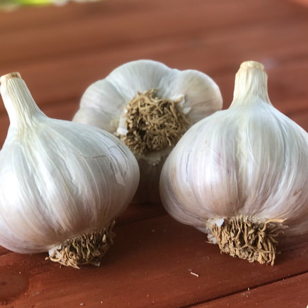 2026 PRE-ORDER ‘German White’ Seed Garlic [$22/LB]