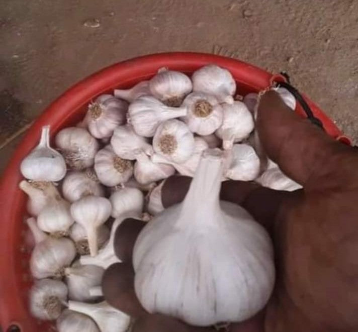 2026 PRE-ORDER ‘German White’ Seed Garlic [$22/LB]